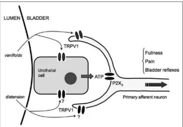 Figure 2. The characteristics of visceral sensory receptor activation  are determined by the properties of the microenvironment