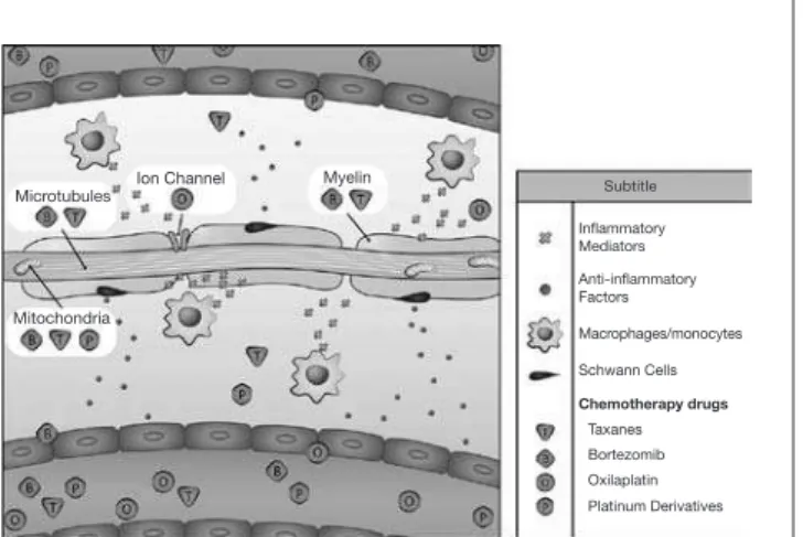 Figure 1. Role of neuroimmune communication in the pathophysiology of chemotherapy-induced peripheral neuropathy