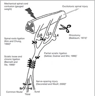 Figure 2. Glycemia of animals receiving intravenous streptozocin versus normal  animals
