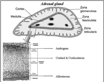 Figure 1 – Main Hormones Secreted by Cortex of Adrenal Gland