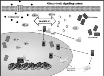 Figure 2 – Intracellular GR Activation.11ß-HDS1/2 Regulates the  Conversion of Inactive Cortisone (white circle) to the Active GR  ligand Cortisol (black circles)