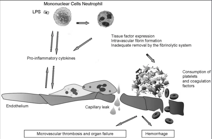 Figure 1 - Schematic Representation of the Interaction between Inl ammation and Coagulation.