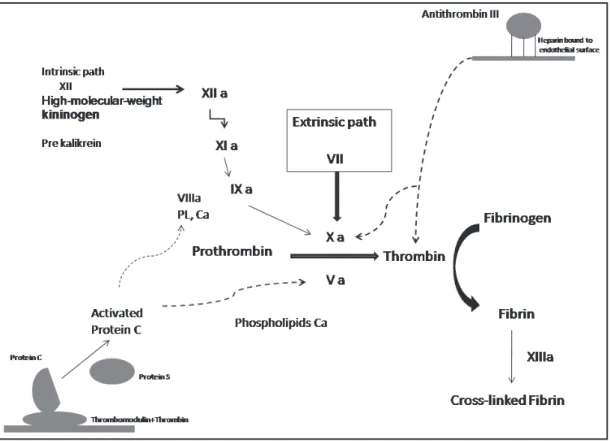Figure 1 – Cascade of Coagulation. Intrinsic, Extrinsic and Common Routes full lines = activate coagulation; traced lines = inhibit coagulation