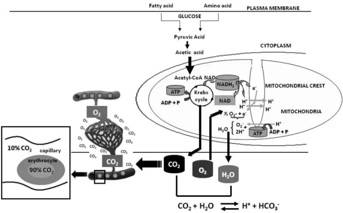 Figure 1 – Carbon dioxide and cellular breathing. 