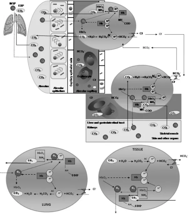 Figure 2 – Carbon dioxide transportation from tissues to lung. 