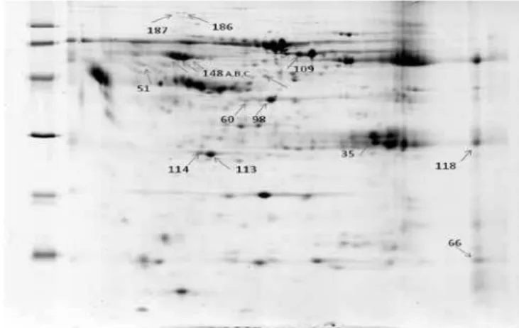 Figure 1 – Phase B 2D Gel with identiied excised spots. 