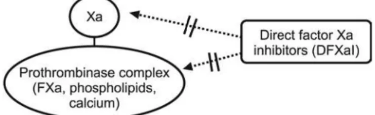 Figure 2 – Direct FXa inhibitors: binding to factor Xa  site and clot prothrombinase complex.