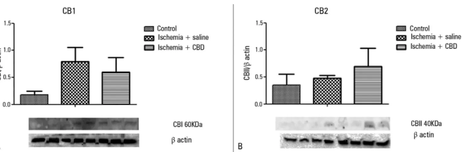 Figure 5 - The effect of cannabidiol treatment on the CB1 and CB2 levels after renal ischemia reperfusion injury