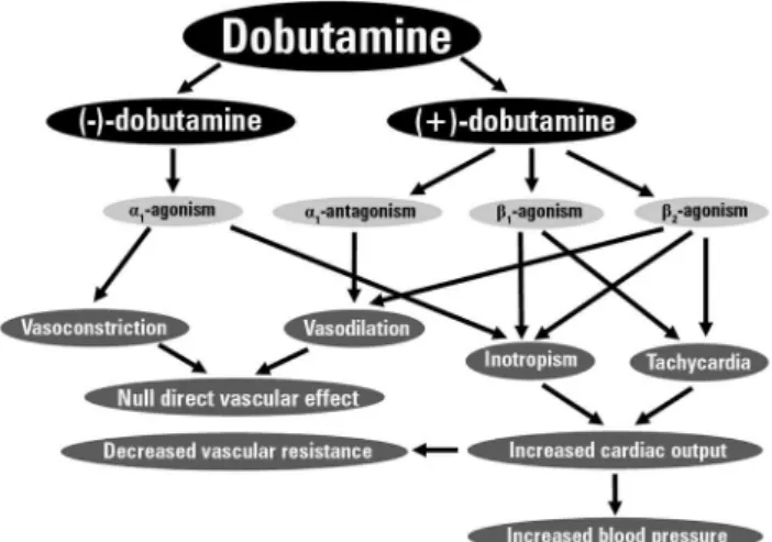 Figure 1 - Schematic of the main pharmacodynamic and cardiovascular effects  of dobutamine.