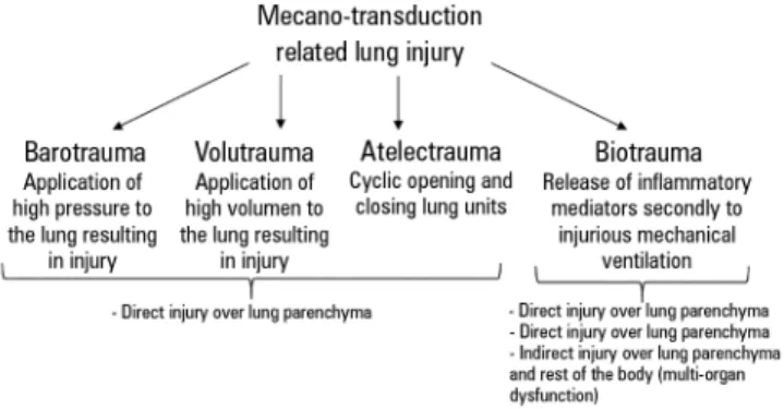 Figure 2 - Mechano-transduction related lung injury.