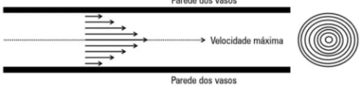 Figura 3 - Lei de Poiseuille. Velocidade de fluxo de acordo com raio do vaso  (esquerda) e os anéis concêntricos hipotéticos dentro de um vaso sanguíneo  (direita).
