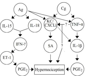 Figure 2 – Cascades of cytokines mediate mechanical hypernociception induced by  non-immune and immune inflammation in mice