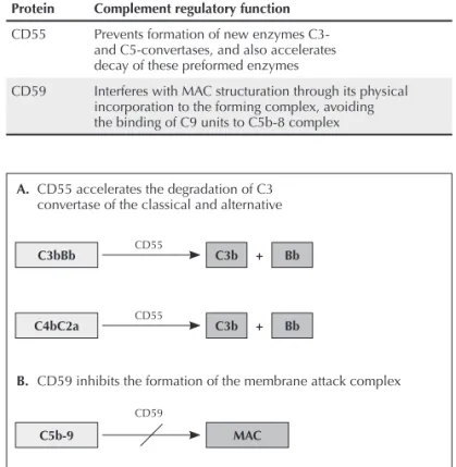 Figure 2. Glycoproteins of membrane CD55 and CD59 regulate complement system  of the attack to cells of the organism itself