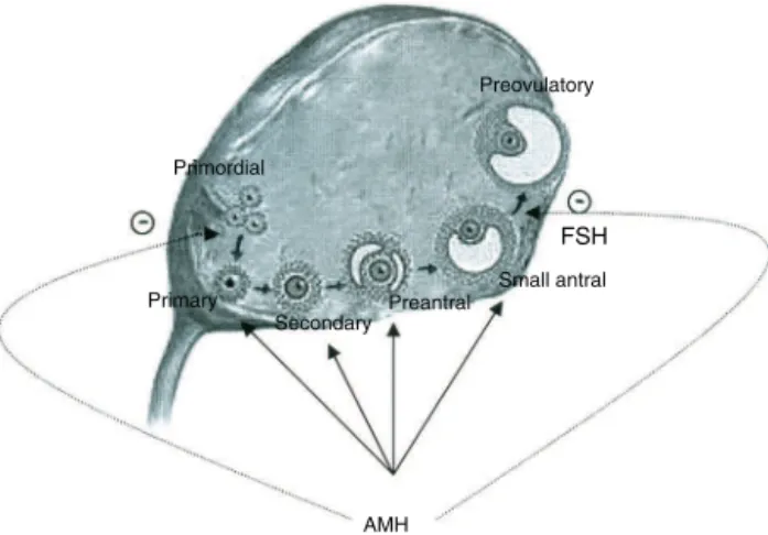 Fig. 1 – Anti-Müllerian hormone (AMH) and