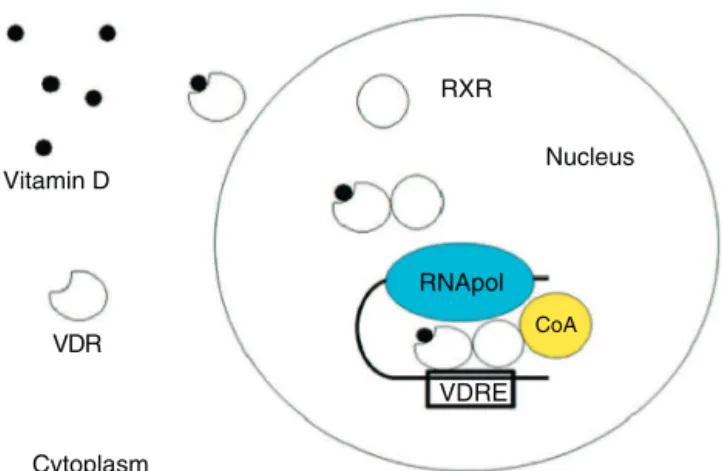 Fig. 2 – Mechanism of action of vitamin D. The active form of vitamin D reaches the cytoplasm, where it binds to VDR (vitamin D receptor), inducing nuclear translocation and further association to RXR (retinoid X receptor), thereby creating a transcription