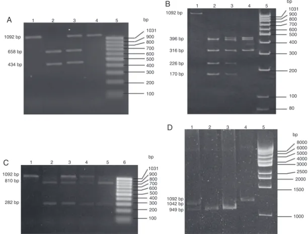 Fig. 1 – Molecular analysis of four substitutions in the NAT2 gene. (A) Photograph of a 2.0% agarose gel stained with ethidium bromide for analysis of the substitution 481C&gt;T