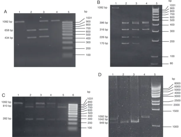 Fig. 1 – Molecular analysis of four substitutions in the NAT2 gene. (A) Photograph of a 2.0% agarose gel stained with ethidium bromide for analysis of the substitution 481C>T