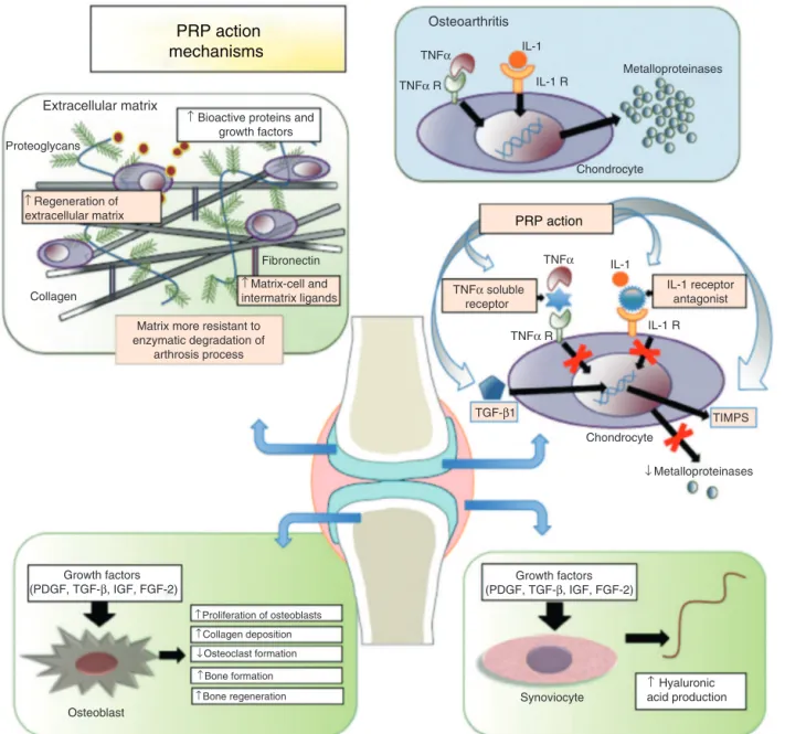 Fig. 1 – PRP action mechanisms. TNF, tumor necrosis factor ␣; TNF␣R, tumor necrosis factor ␣ receptor; IL-1 interleukin-1; IL-1R, interleukin-1 receptor; TGF ␤, transforming growth factor ␤; TIMP, tissue inhibitor of metalloproteinases; PDGF, platelet-deri