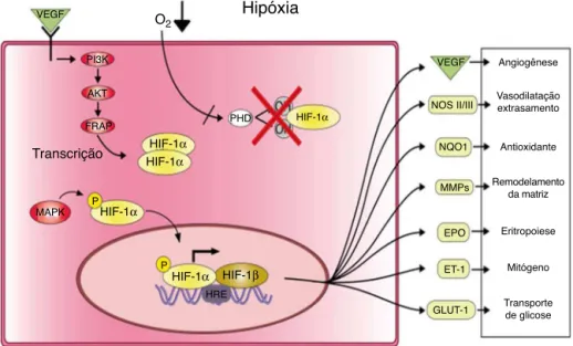 Figura 4 – Atividade do HIF-1␣ sob condic¸ões hipóxicas. Sob condic¸ões hipóxicas, o HIF-1␣ é estabilizado e fosforilado pelo MAPK; uma vez fosforilado, o HIF-1␣ se transloca para o núcleo e se liga à subunidade HIF-1␤ e forma o complexo