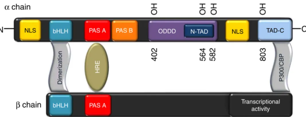Fig. 2 – Structure of hypoxia inducible factor 1-␣ (HIF-1␣). The NH2-terminal of HIF-1␣ and HIF-1␤ consists of bHLH (basic helix–loop–helix) and PAS (Per-ARNT-Sim homology) domains that are required for heterodimerization and DNA binding.