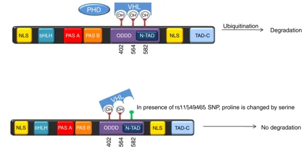 Fig. 5 – The presence of rs11549465 polymorphism, generates a change of proline by serine, which confers greater stability to the HIF-1␣ protein due to poor interaction between VHL and hydroxylation sites within the ODDD.