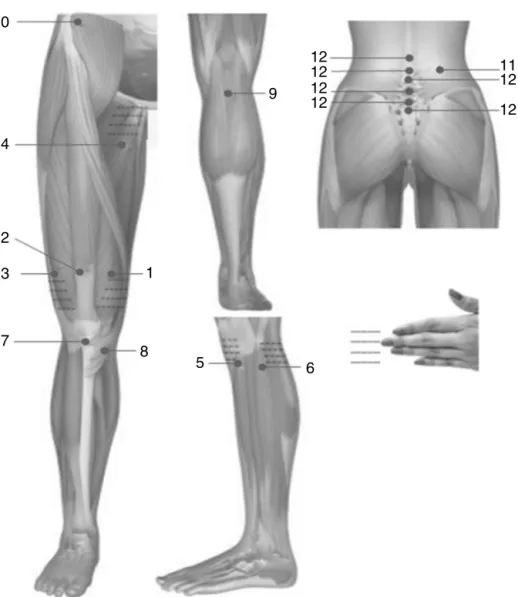 Figura 1 – Locais anatômicos usados na avaliac¸ão do limiar de dor à pressão (LDP) dos músculos, tendão patelar e bolsa anserina nas vistas anterior, posterior e lateral