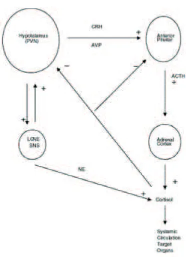Figure - Schematic diagram of the stress response system.