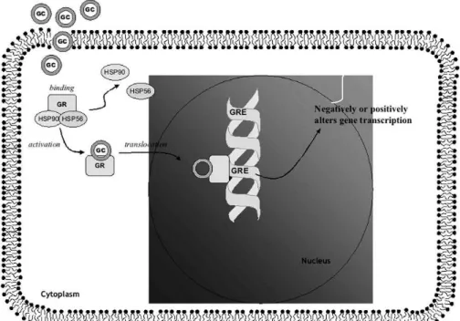 Figure 2 – Model of Glucocorticoid receptor (GR) activation