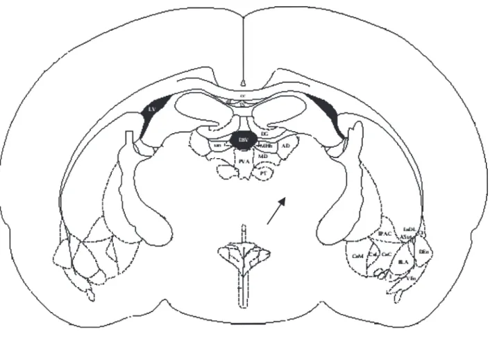 Figure 2 - Schematic representation of coronal section the female rat brain showing the injection sites of saline and/or ααα αα -  Methyl-5-hydroxytryptamine maleate  (A)