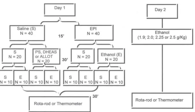 Table 1 shows the significant reduction of motor impairment in all groups that received ethanol on both days without drug pretreatment suggesting the development of rapid tolerance with the dose of 2.25 g/kg ethanol