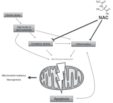Figure 1 Putative role of NAC as a mitochondrial enhancer.