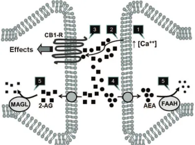 Figure 1 A simpliied view of the endocannabinoid system,  its main components and mechanisms.