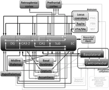 Figure 2 Overview of hippocampal formation connectivity with other  limbic structures
