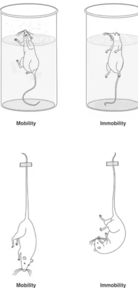 Figure 1 Schematic representation of mobility and immo- immo-bility in A) the forced swimming test and B) the tail suspension test.