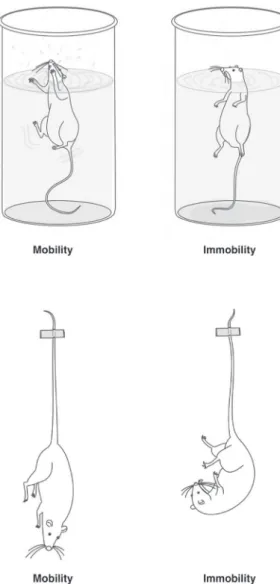 Figure 1 Schematic representation of mobility and immo- immo-bility in A) the forced swimming test and B) the tail suspension test.