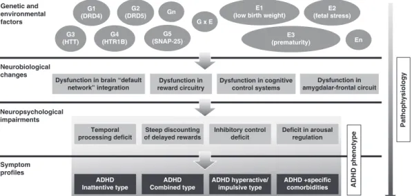 Figure 1 Schematic representation of ADHD pathophysiology. The figure shows the path to ADHD phenotype and the various levels where heterogeneity may occur