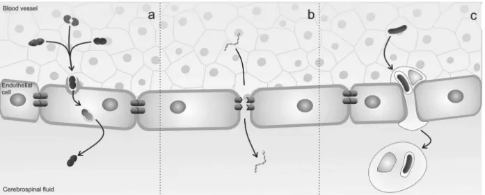 Figure 1 Mechanisms of microbial traversal of the blood-brain barrier: a. Transcellular traversal b