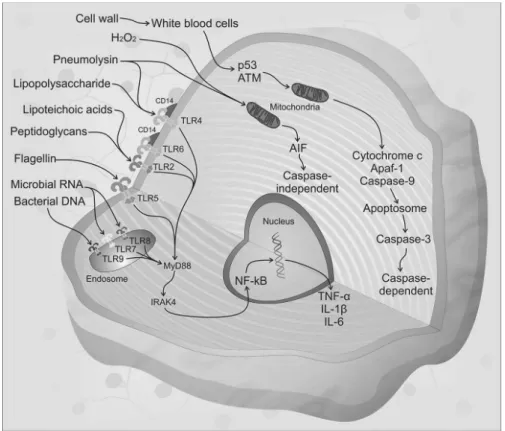 Figure 2 Pathogenesis and pathophysiology of bacterial CNS infections. The majority of TLRs utilize a common intracellular adapter   protein known as myeloid differentiation factor 88 (MyD88), which activates IRAK