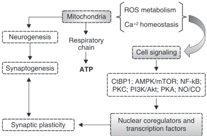 Figure 1 Several events can compromise mitochondrial function and integrity. These include abnormal elevation of Ca 2+ , glutamate excitotoxicity, glutathione depletion, and altered gene expression of electron transport chain  com-plexes