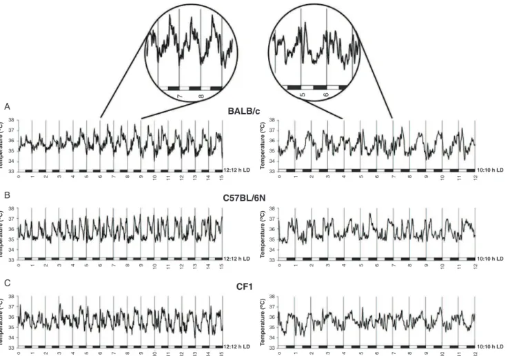 Figure 2 Acrophase and amplitude. Temperature rhythm acrophase and amplitude data obtained from BALB/c, C57BL/6N, and CF1 mice under 12:12 and 10:10 h light-dark (LD) cycles (n=5/strain)