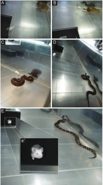 Figure 1 Innate fear-induced defensive responses evoked by Mesocricetus auratus confronted with the South American coral snake Micrurus lemniscatus carvalhoi (A and C), and the South American rattlesnake Crotalus durissus terrificus (B) for 5 min in a poly