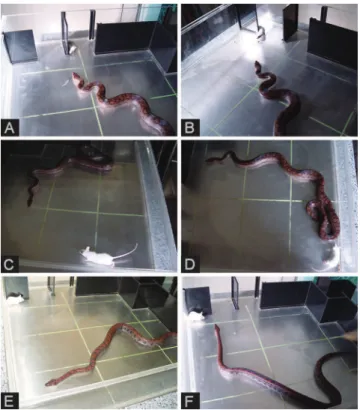 Table 3 Offensive/defensive responses of Crotalus durissus terrificus and Bothrops alternatus snakes in Coimbra polygonal arenas and complex labyrinth during a 5-min exposure to mice