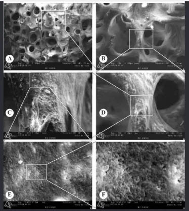Figure 1-  Images  obtained  via  SEM  on  the  surface  of  the  sample: A) magnification of 50x; B) magnification of 150x; C)  magnification of 500x; D) magnification of 1500x; E) magnification  of 5,000x; and F) magnification of 10,000x.