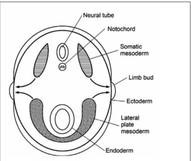 Figure 1 – Axial view of the embryo.