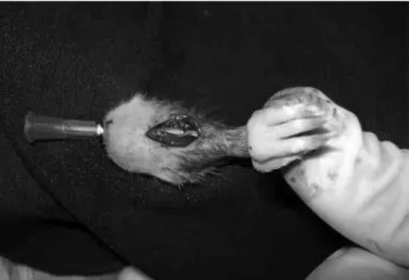 Figure 1 – Tibia stabilized with needle used as an intramedullary nail. 