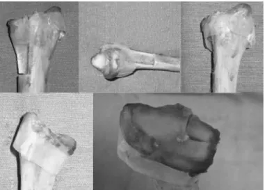 Figure 4 – Position of the radius during radiographs in the following  views: (A) front; (B) lateral; (C); OSP; (D) OSS; and (E) tangential.