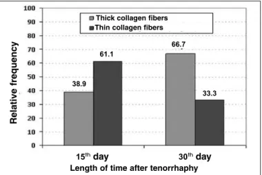 Figure 8 –  General demonstration of the relative frequency of  thickening of collagen fibers: 38.9% by the 15 th  day and 66.7% by  the 30 th  day, thus producing stronger and more resistant  biologi-cal tissue (p = 0.095).