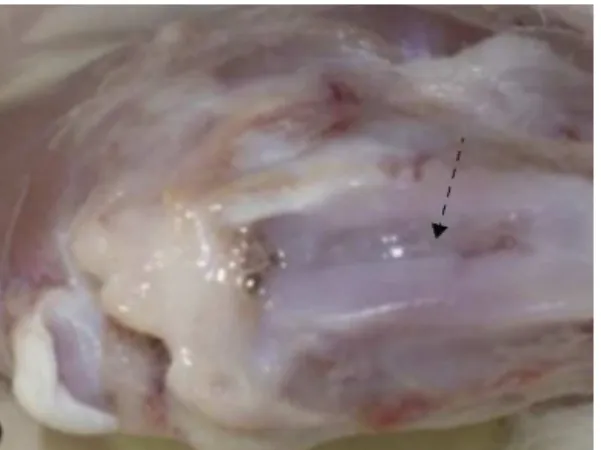 Figure 3 – Photograph of the trochleoplasty region of an animal in SG30, with regular repair tissue surface that is continuous with the adjacent normal cartilage (dotted arrow).