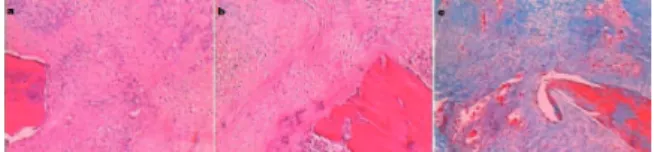 Fig. 3 - Photomicrographs of sections from animals in the  14-day subgroups, grade 1, SSG-14