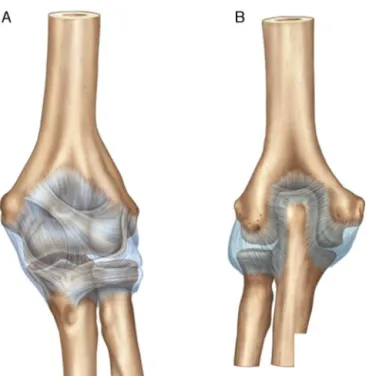 Fig. 1 – Anterior limits of the elbow capsule (A). Posterior limits of the elbow capsule (B).